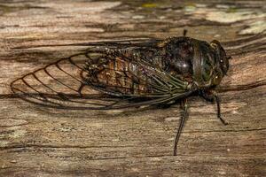 Adult Typical Cicada photo