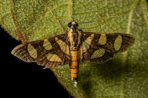 Male Adult Orange-spotted Flower Moth photo