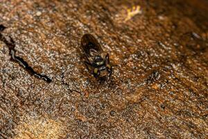 Adult Acalyptrate Fly photo