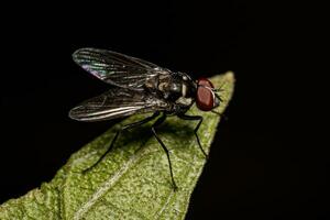 Adult Muscoid Fly photo