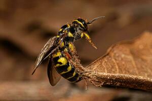 Adult New World Banded Thynnid Wasp photo