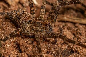 araña errante adulta foto