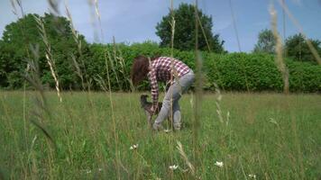 young woman walks with greyhound dog in field video