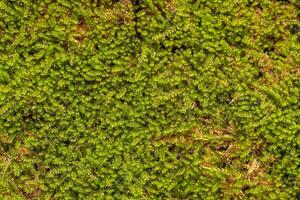 Green True Mosses photo