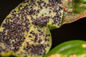 Citrus Black Fly Insects photo