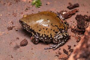 Small Muller Termite Frog photo