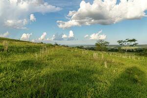 Pasture field for cattle raising photo