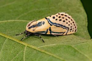 Adult Hieroglyphic Moth photo