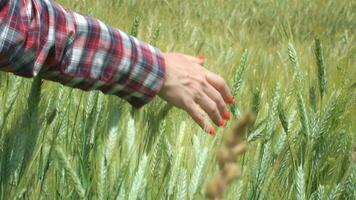 woman hand touching ripening wheat ears in early summer. video