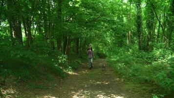 young woman wear checkered shirt and jeans walking with greyhound dog in summer forest. video