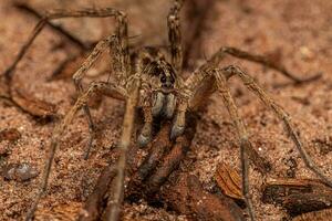 Small Wolf Spider photo