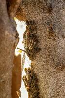 lemon tree trunk full of Insects photo