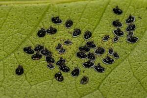 Citrus Black Fly Insect photo