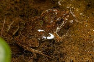 Small Southern Frog photo