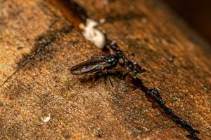 Adult Acalyptrate Fly photo