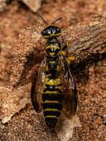 Adult New World Banded Thynnid Wasp photo