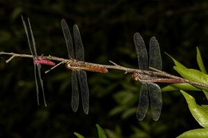 Tropical King Skimmers Dragonflies photo