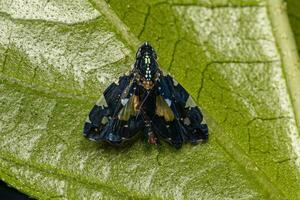 Adult Typical Leafhopper photo