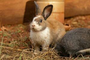 europeo Conejo animal foto