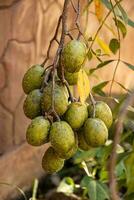 fruta del árbol de mombins foto