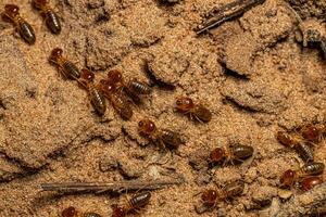 Adult Jawsnouted Termites photo