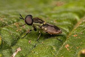 Small Adult Soldier Fly photo