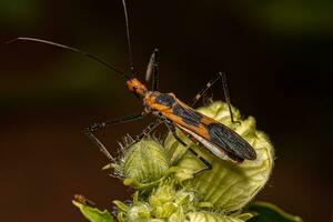 Milkweed Assassin Bug photo
