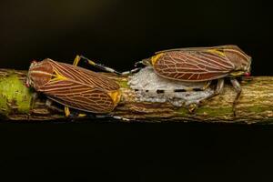 Adult Aetalionid Treehopper photo
