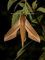 Adult Tersa Sphinx Moth photo