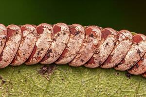 Leaf Katydid Eggs photo