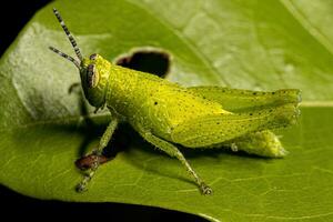 Short-horned Grasshopper Nymph photo