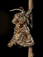 Adult Carpenter Moth photo