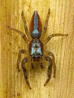 Jumping Spider Animal photo