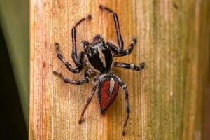 Adult Male Jumping Spider photo