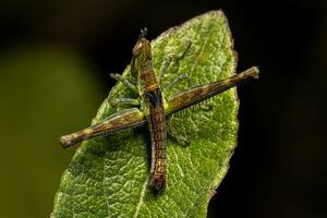 Monkey Grasshopper Nymph photo