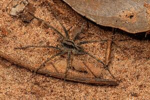 Small Wolf Spider photo