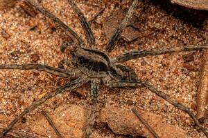 Small Wolf Spider photo