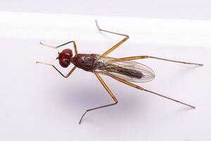 Adult Stilt-legged Fly photo