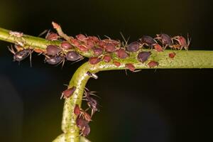 Group of small red aphids photo