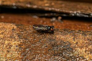 Adult Acalyptrate Fly photo