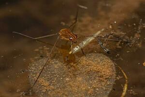 Striped Pond Skater Insect photo