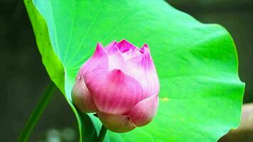 roze lotus en groen stootkussen schommel door zacht wind en vervagen reflectie moeras achtergrond video