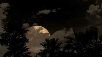 vol maan voorbijgaan terug grijs wolk Aan nacht lucht en silhouet palm boom Aan de grond video