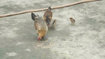 un pollo y su polluelos en el suciedad video