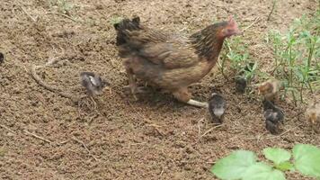 a chicken and her chicks in the dirt video