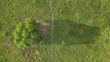 lozano verde campo rodeado por alto arboles desde un aéreo perspectiva video