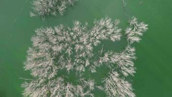 Aerial top down view Serene landscape with dry trees reflecting in the calm water video