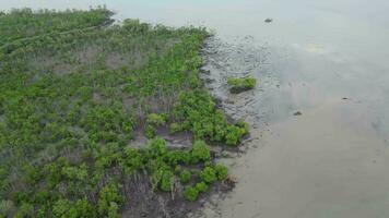 mar água cercado de muitos morto mangue árvores video