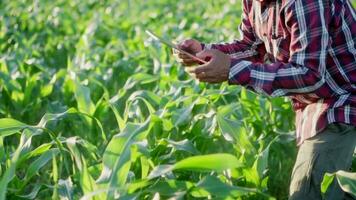 proche en haut main agriculteur homme en utilisant numérique tablette dans une Jeune feuilles de maïs à le coucher du soleil ou lever du soleil. video