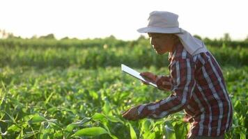 Worker asian farmer with tablet examining cornleaves plantsin green corn field. video